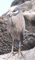 [Yellow-crowned Night Heron]