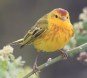 [Yellow Warbler]