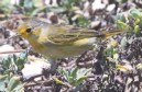 [Yellow Warbler]