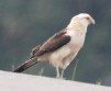 [Yellow-headed Caracara]