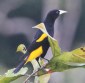 [Yellow-rumped Cacique]