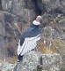 [Andean Condor]