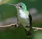 [Andean Emerald]