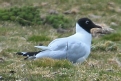 [Andean Gull]