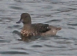 [Andean Teal]