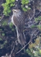 [Andean Tit-Spinetail]