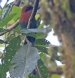 [Broad-billed Motmot]