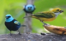 [Blue-necked Tanager]