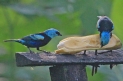 [Blue-necked Tanager]