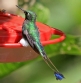 [Booted Racket-tail]