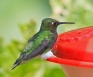 [Booted Racket-tail]