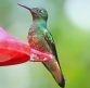 [Buff-tailed Coronet]