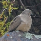 [Black-winged Ground-Dove]