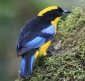 [Blue-winged Mountain-Tanager]