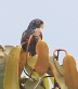 [Bronze-winged Parrot]