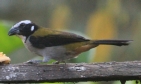 [Black-winged Saltator]