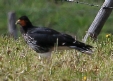 [Carunculated Caracara]