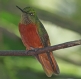 [Chestnut-breasted Coronet]