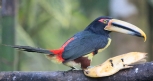 [Collared Aracari]