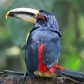 [Collared Aracari]