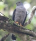 [Double-toothed Kite]