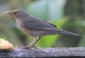 [Ecuadorian Thrush]