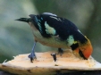 [Flame-faced Tanager]