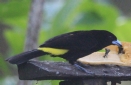 [Flame-rumped Tanager]