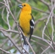 [Golden-bellied Grosbeak]