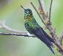 [Golden-breasted Puffleg]