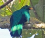 [Golden-headed Quetzal]