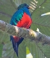 [Golden-headed Quetzal]