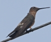 [Giant Hummingbird]