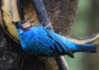 [Golden-naped Tanager]