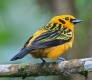 [Golden Tanager]