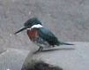 [Green Kingfisher]