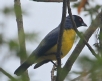 [Hooded Mountain-Tanager]