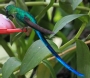 [Long-tailed Sylph]