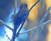 [Masked Trogon]