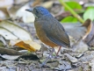 [Mustached Antpitta]