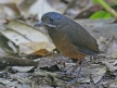 [Mustached Antpitta]
