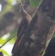 [Northern Barred-Woodcreeper]