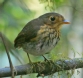 [Ochre-breasted Antpitta]