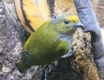 [Orange-bellied Euphonia]