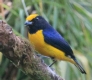 [Orange-bellied Euphonia]