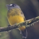 [Ornate Flycatcher]