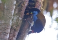 [Plate-billed Mountain-Toucan]