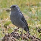 [Plumbeous Sierra-Finch]