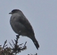 [Red-crested Cotinga]