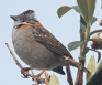 [Rufous-collared Sparrow]